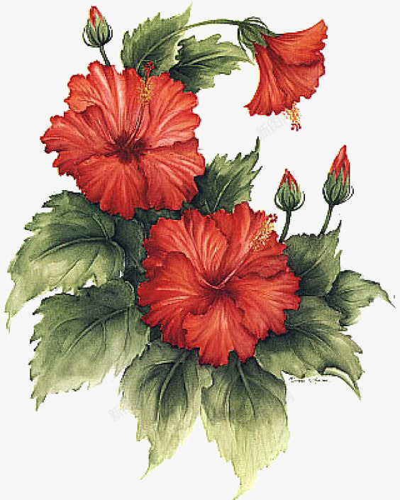 红色花朵png免抠素材_新图网 https://ixintu.com 创意花朵 大红花 大花朵 水彩花朵 绿叶