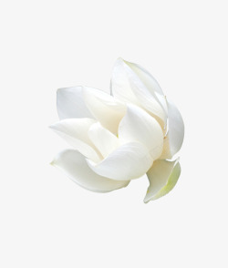白色木兰花素材