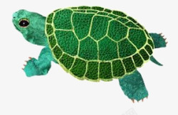 王八蛋卡通绿色乌龟高清图片