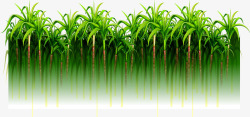 甘蔗林绿色简约甘蔗林高清图片