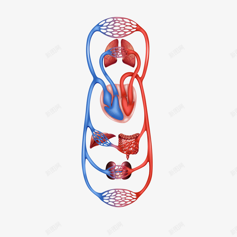 人体器官血管png免抠素材_新图网 https://ixintu.com 人体 人体器官 医疗 器官 精致 血管 血管介入 血管矢量图