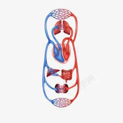 人体器官血管素材