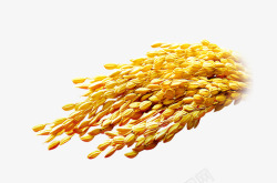 黄色粮食燕麦素材