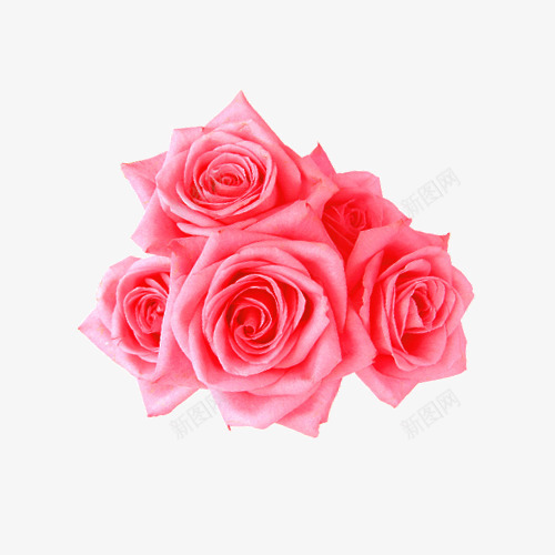 唯美玫瑰png免抠素材_新图网 https://ixintu.com 唯美 手绘 玫瑰花 简图 粉红色的 花朵 装饰