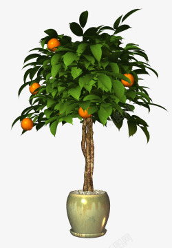 橙子果园树高清图片