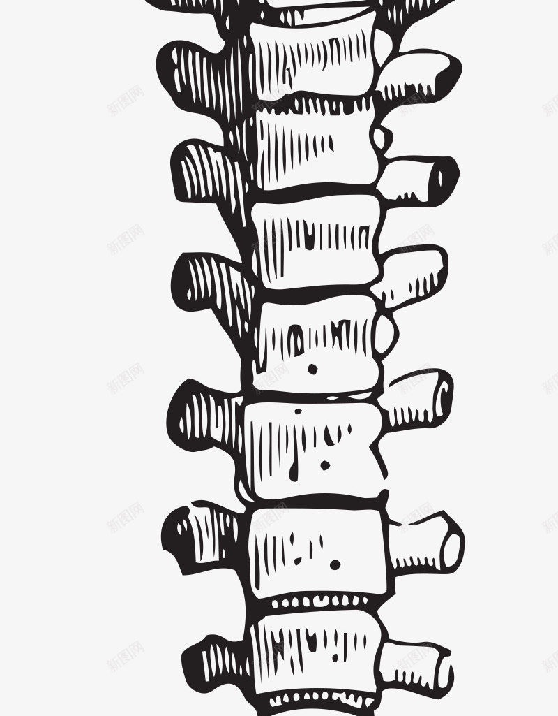 手绘骨骼png免抠素材_新图网 https://ixintu.com PNG图形 PNG装饰 灰色 脊柱 装饰 骨骼