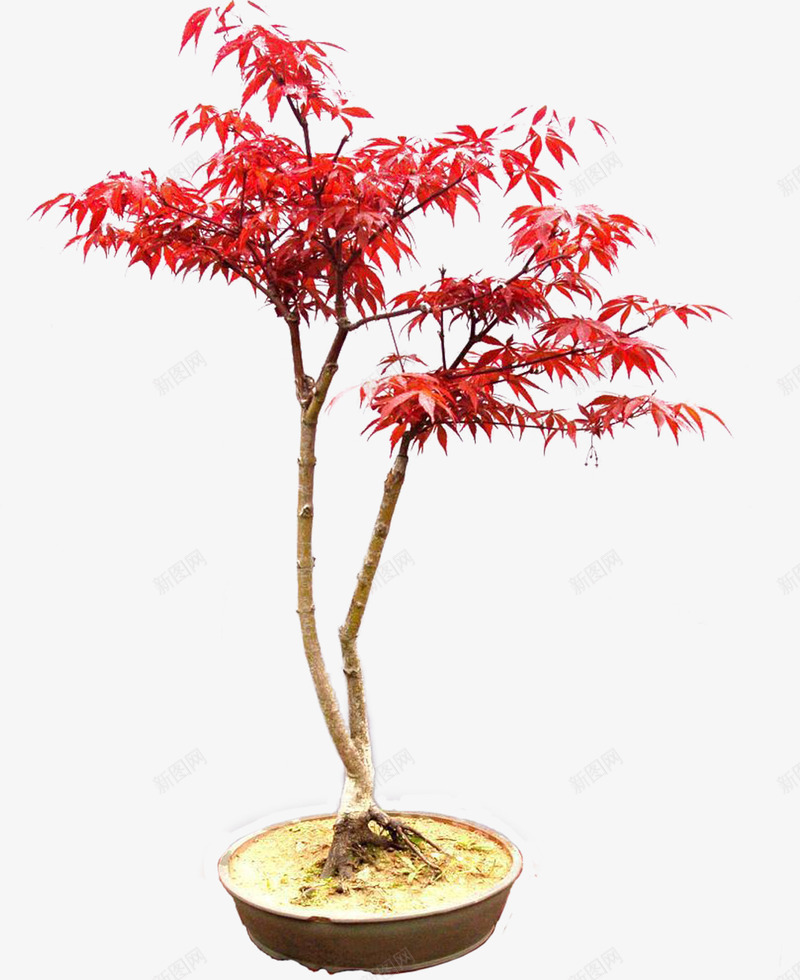 盆栽植物png免抠素材_新图网 https://ixintu.com 净化空气 室内 植物 盆景 盆栽 花卉