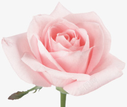玫瑰花抽象抽象花朵卡通鲜花粉色玫瑰高清图片