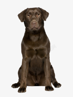 免抠素材小黑狗实物宠物狗拉布拉多高清图片