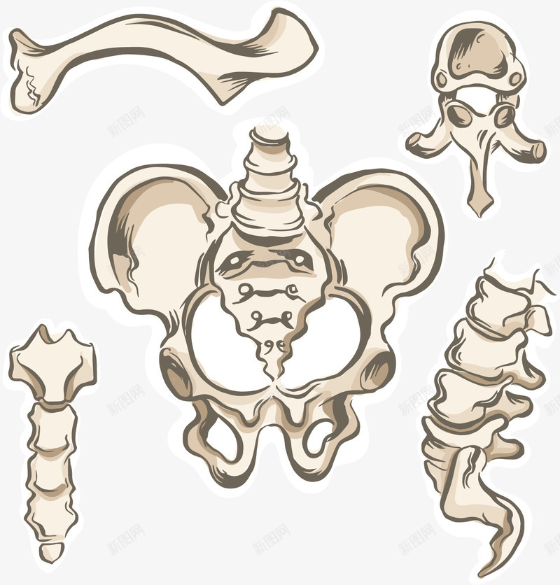 人体骨骼结构png免抠素材_新图网 https://ixintu.com 生物 矢量素材 骨关节 骨头 骨骼