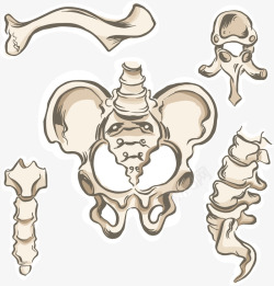 人体骨骼结构素材