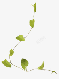 橛类植物豌豆藤曼高清图片