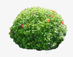 红花花丛景观植物木槿灌木球高清图片