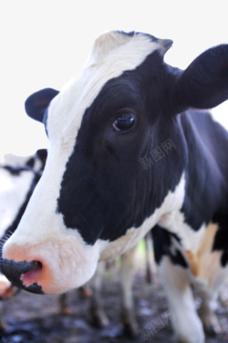 牛群实拍牧场乳牛母牛头实拍矢量图高清图片