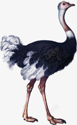 手绘的鸵鸟鸵鸟高清图片