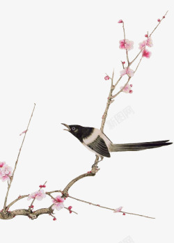 站在树枝上的鸟儿梅花树枝上的鸟儿高清图片