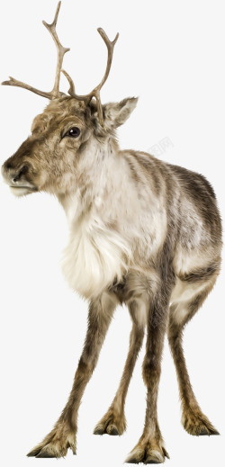 长角野生动物鹿高清图片