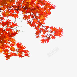秋季背景红色枫叶高清图片