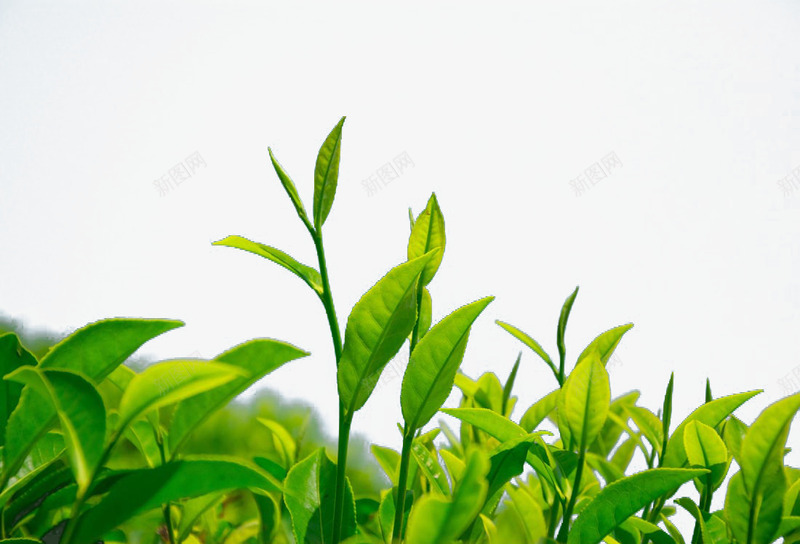 绿茶png免抠素材_新图网 https://ixintu.com 叶子 嫩芽 幼苗 新芽 植物幼芽绿叶 绿叶 绿芽 绿茶