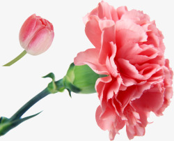 彩绘康乃馨粉红花朵素材
