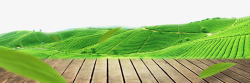 木板绿叶绿色大自然木板banner高清图片