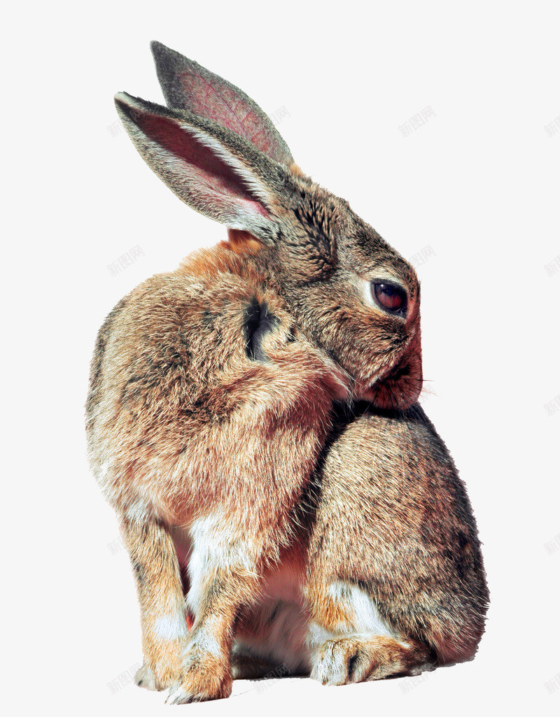 兔子png免抠素材_新图网 https://ixintu.com 兔子图片 动物 宠物 毛茸茸的 野兔 野生动物