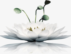 东南亚风格莲花水墨风格白色的白莲花高清图片