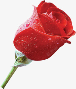 带露珠的带露珠鲜艳红色玫瑰花高清图片