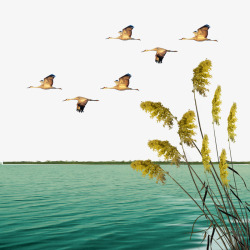 大雁飞舞芦苇叶绿水大雁装饰高清图片