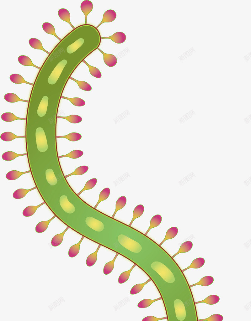 绿色细菌弯曲细胞矢量图ai免抠素材_新图网 https://ixintu.com 创意 卡通 弯曲 微生物 手绘 水彩 淋巴 生物结构 细胞 细胞结构 结构细胞 设计 矢量图