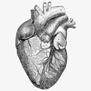 器官心脏png免抠素材_新图网 https://ixintu.com 器官 复古图片 心脏 手绘 涂鸦 黑白
