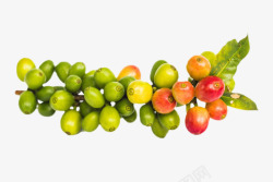 绿色茂盛的咖啡果实物素材