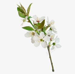 网页植物树干一枝梨花高清图片