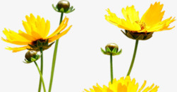 黄色春季花朵花苞素材