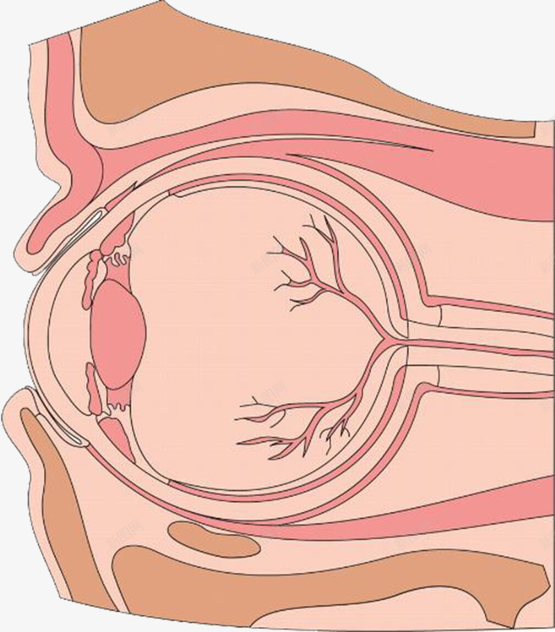手绘卡通眼球剖面图png免抠素材_新图网 https://ixintu.com 五脏六腑 内分泌系统 医学研究 器官捐献 器官移植 器官结构 生物学