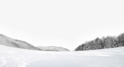 雪花树林白色的雪景高清图片