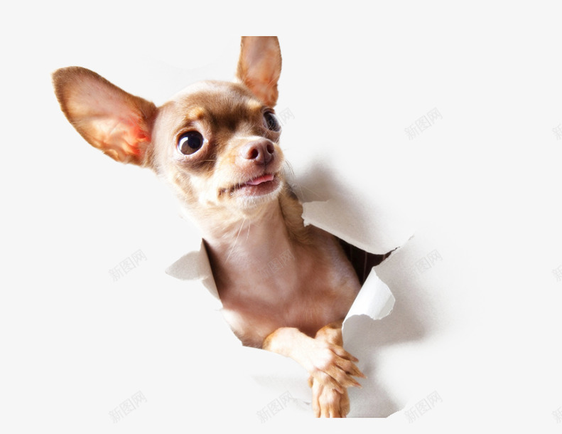 可爱的小狗片png免抠素材_新图网 https://ixintu.com 免抠素材小狗图片 大耳朵的小狗图片 宠物狗图片 背景图片调皮的小狗