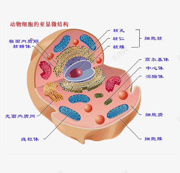 动物细胞的亚显微结构png免抠素材_新图网 https://ixintu.com 亚显微 动物 生物 细胞 结构