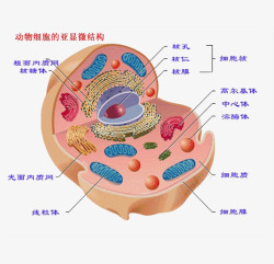 亚显微动物细胞的亚显微结构高清图片