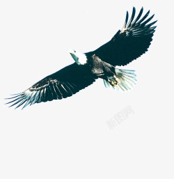 上空飞行上空的老鹰高清图片