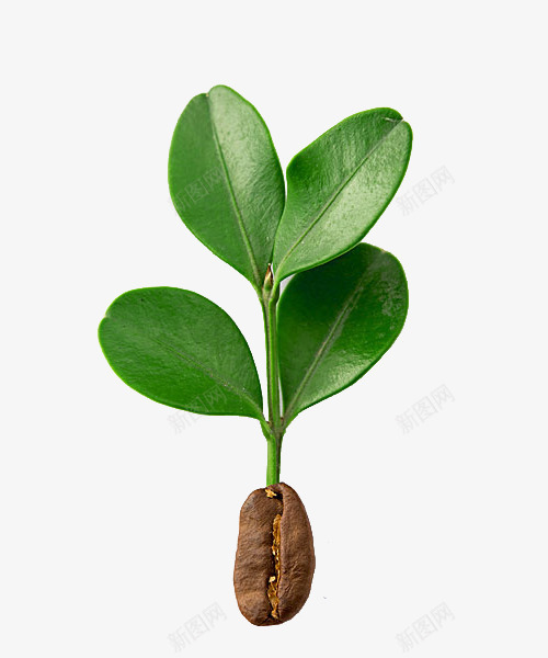 咖啡豆上的咖啡树png免抠素材_新图网 https://ixintu.com 叶子 咖啡树 咖啡豆 树苗 植物 绿叶 豆子