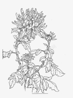 黑白描线花卉菊花白描高清图片