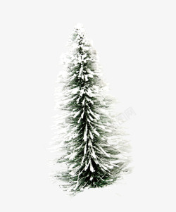 雪地里松树雪地里的松树高清图片