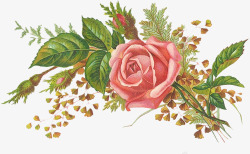 古典手绘粉红玫瑰素材
