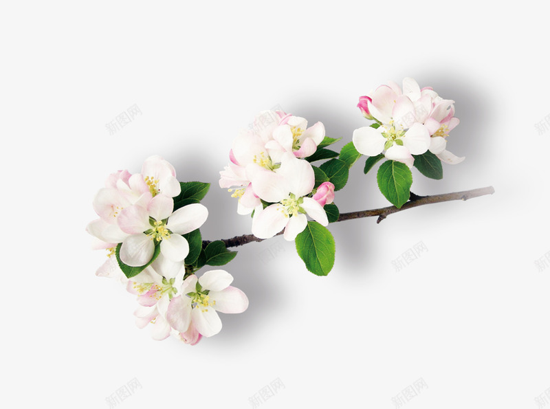 一枝花简图png免抠素材_新图网 https://ixintu.com 七叶 卡通 叶子 手绘 桔梗 白色 粉色 绿色 花朵