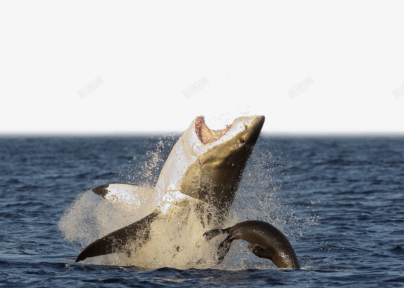 跃起海面的凶悍鲨鱼png免抠素材_新图网 https://ixintu.com 凶悍 凶猛 动物 海水 海洋 海洋生物 海面 跃起 跃起的鱼 鱼 鱼类 鲨鱼