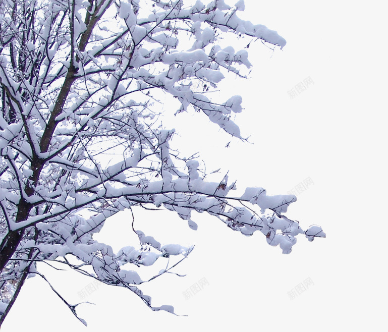 树枝上的雪png免抠素材_新图网 https://ixintu.com 冬天 创意 树枝 简约 雪