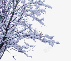 树枝上的雪素材