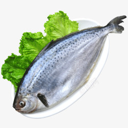 鲳鱼阿根廷进口雪花鲳高清图片