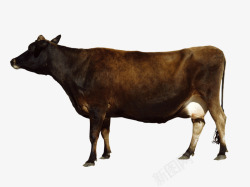 牛犊大黑牛高清图片